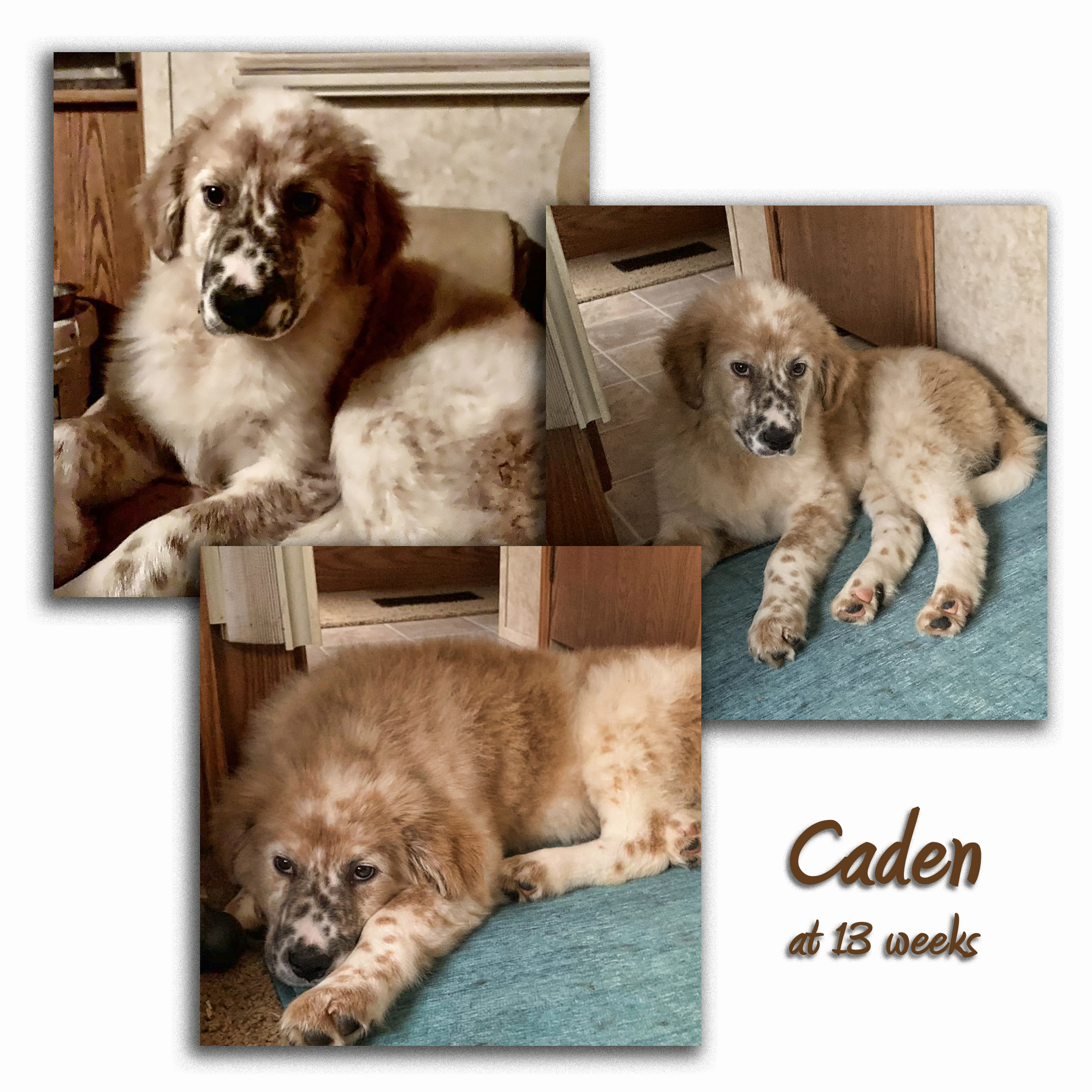 Click on the image to find out more about Caden